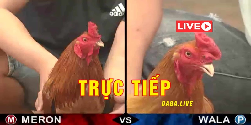 Đá Gà Thomo Trực Tiếp Hôm Nay Đem Lại Điều Gì Hấp Dẫn ?